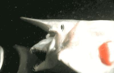 精灵鲨长什么样子图片