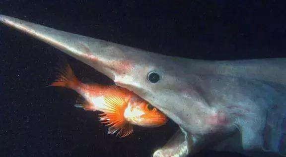 精灵鲨长什么样子图片