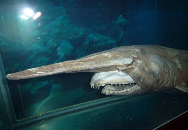 精灵鲨长什么样子图片