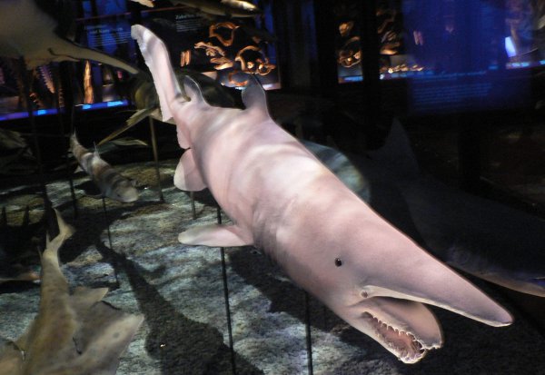 精灵鲨长什么样子图片