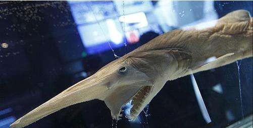 精灵鲨长什么样子图片