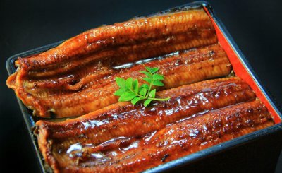 八目鳗鱼是什么鱼种类 八目鳗长什么样子图片