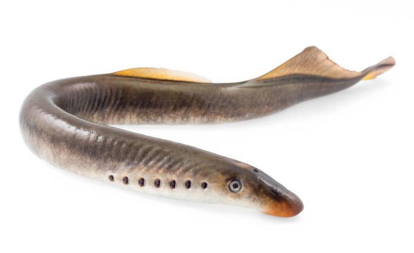 八目鳗鱼是什么鱼种类