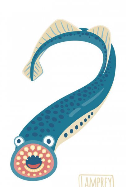 八目鳗鱼是什么鱼种类