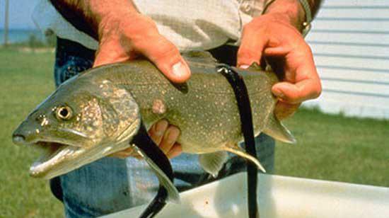 八目鳗鱼是什么鱼种类