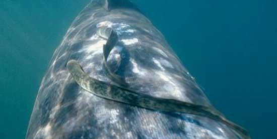 八目鳗鱼是什么鱼种类