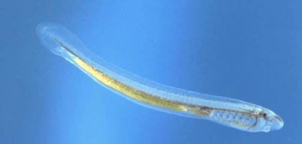 八目鳗鱼是什么鱼种类