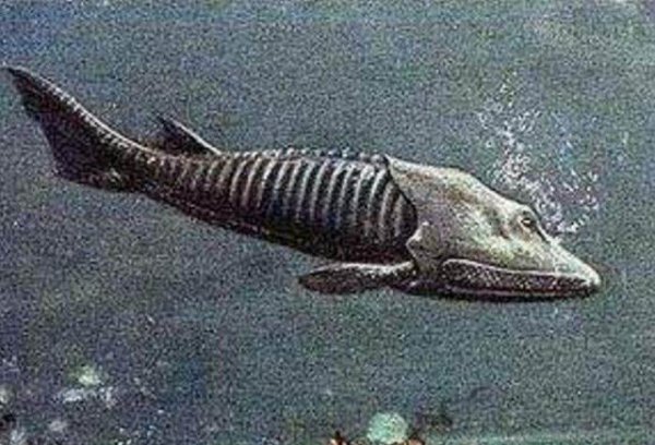 八目鳗鱼是什么鱼种类