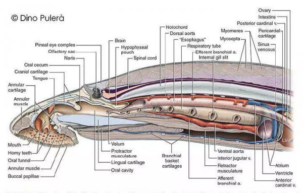 八目鳗鱼是什么鱼种类