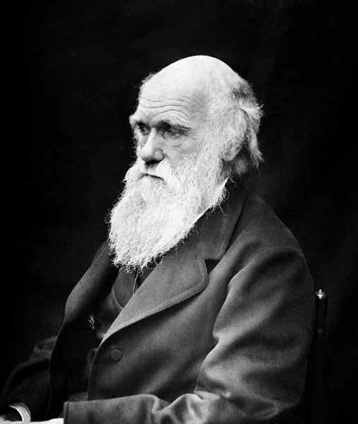 八目鳗鱼是什么鱼种类