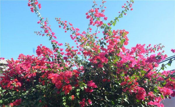 大鹏所城始建于哪个朝代