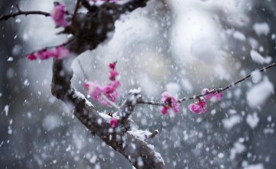 最经典的梅花诗盘点 4首千年不朽的经典咏梅诗