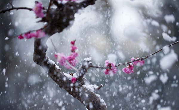 最经典的梅花诗盘点