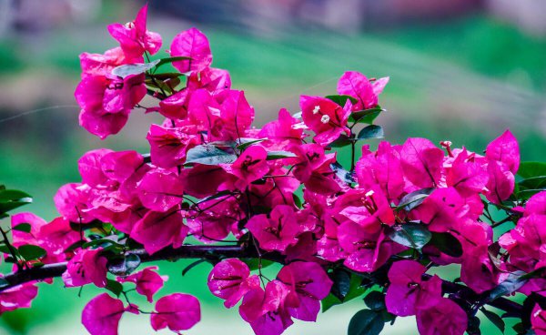 三角梅耐寒最低温度是多少