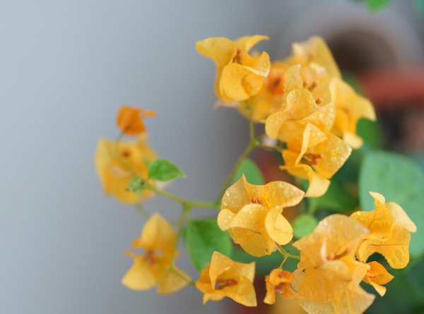 三角梅耐寒最低温度是多少