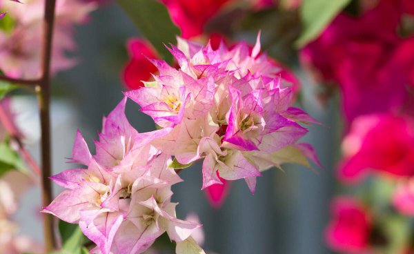 三角梅耐寒最低温度是多少