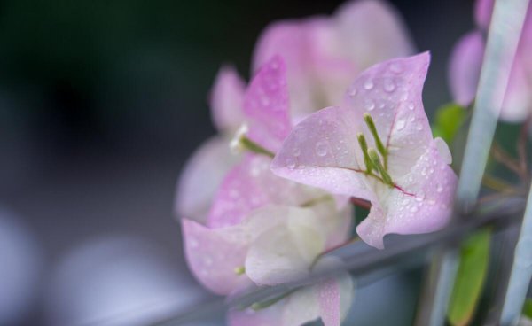 三角梅耐寒最低温度是多少