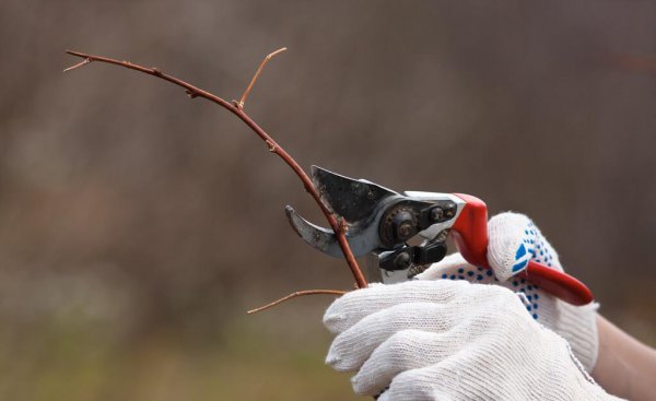 三角梅耐寒最低温度是多少