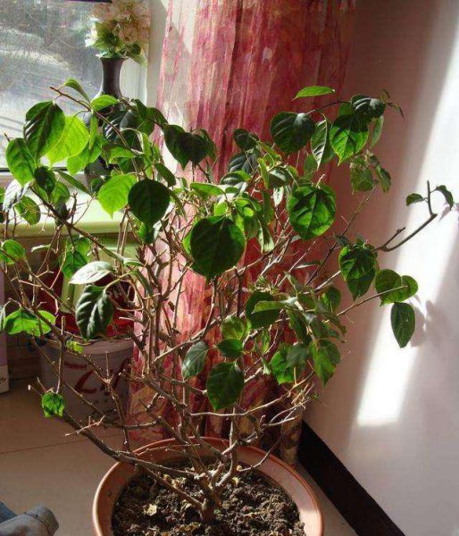 三角梅耐寒最低温度是多少