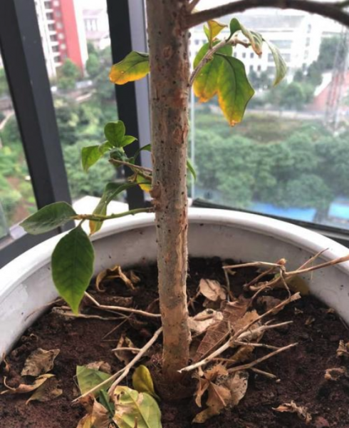 三角梅耐寒最低温度是多少