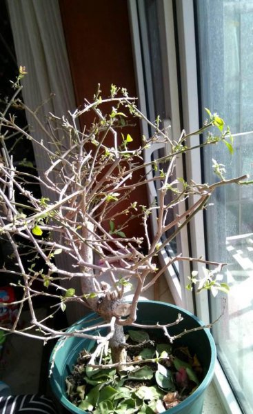 三角梅耐寒最低温度是多少