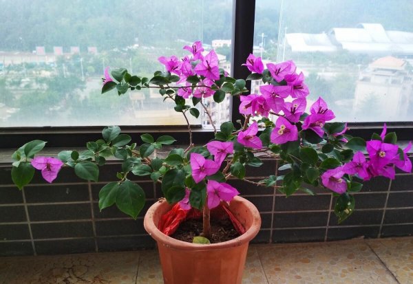 三角梅耐寒最低温度是多少