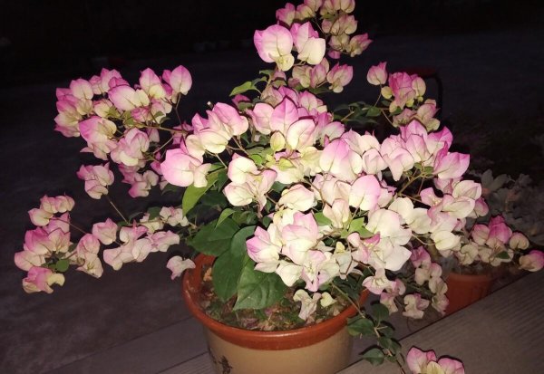 三角梅耐寒最低温度是多少