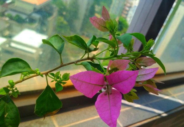 三角梅耐寒最低温度是多少