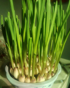 晒不到太阳能种什么菜 光不好也能种的5种耐阴蔬菜推荐