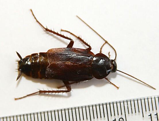 世界上最大的蟑螂是什么品种