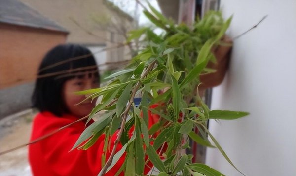 清明节为什么插柳