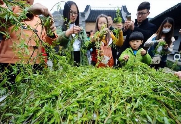 清明节为什么插柳