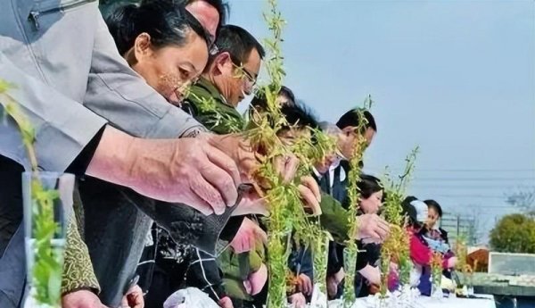 清明节为什么插柳