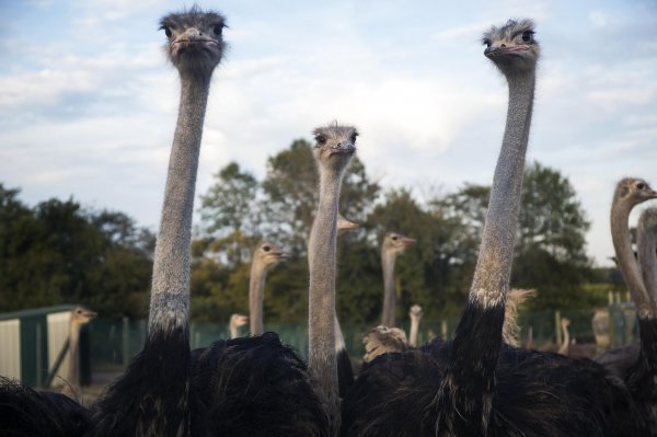 鸵鸟蛋有多重一个月产多少