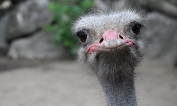 鸵鸟蛋有多重一个月产多少