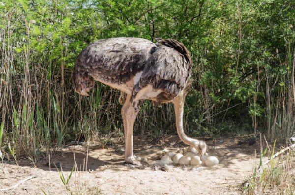 鸵鸟蛋有多重一个月产多少