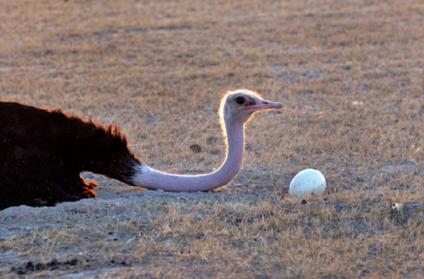 鸵鸟蛋有多重一个月产多少