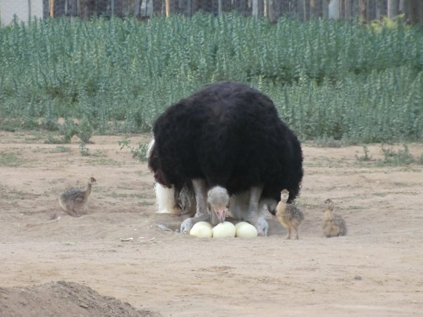 鸵鸟蛋有多重一个月产多少