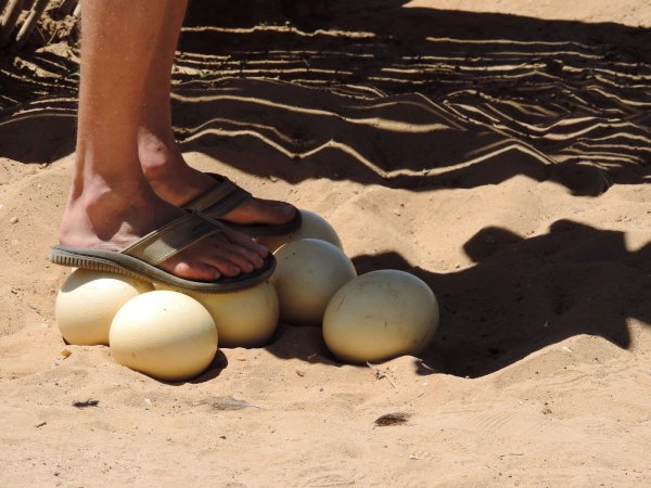 鸵鸟蛋有多重一个月产多少
