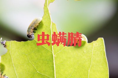 虫螨腈主要杀什么虫 农药虫螨腈的使用有技巧介绍