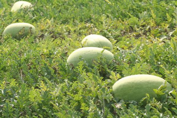 虫螨腈主要杀什么虫