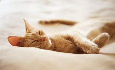 猫是夜行动物吗 宠物猫咪的睡眠时间一般是多少个小时