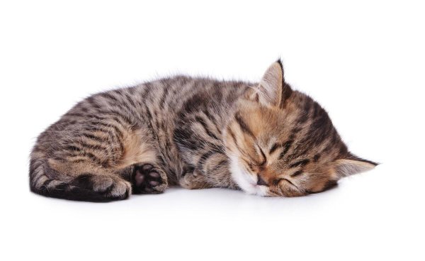 猫是夜行动物吗