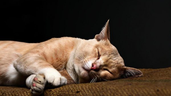 猫是夜行动物吗