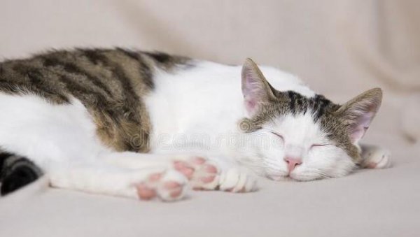 猫是夜行动物吗