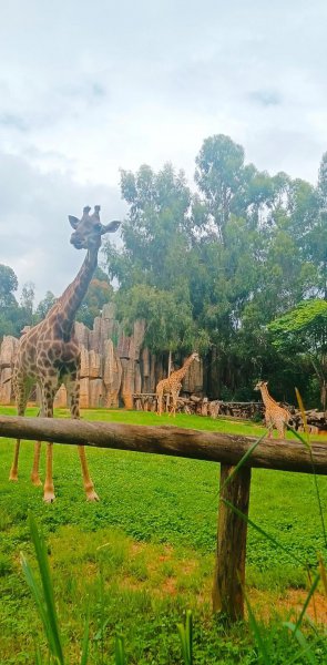 长颈鹿身高多少米