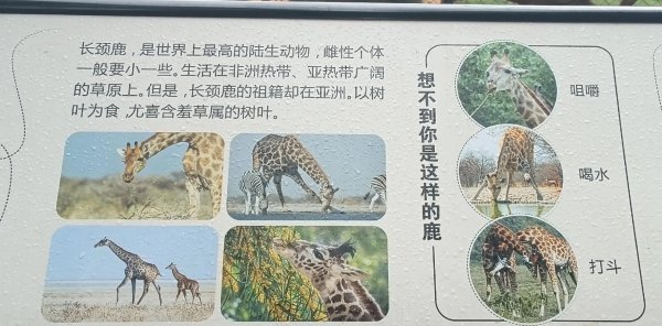 长颈鹿身高多少米