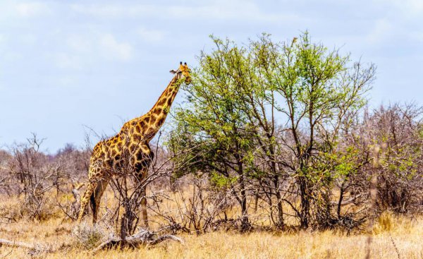 长颈鹿身高多少米