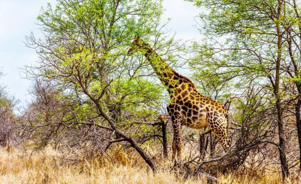 长颈鹿身高多少米