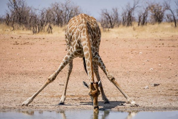 长颈鹿身高多少米
